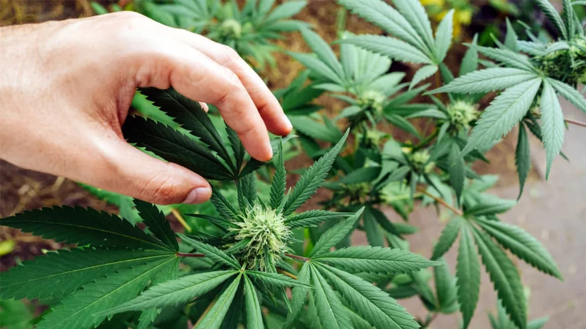Direkt vom Breeder beziehen – Cannabis Samen bestellen mit Herkunftsnachweis