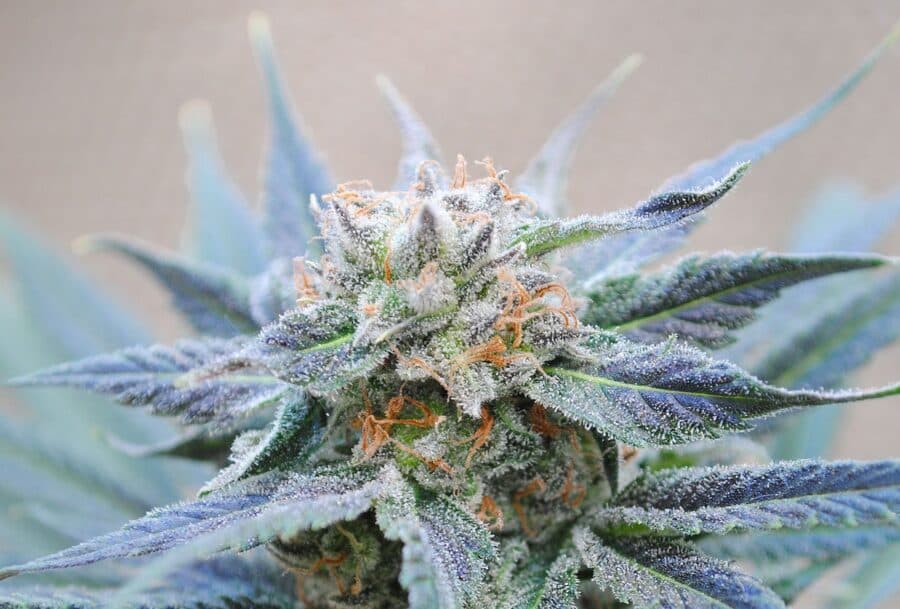 Spendenaktionen mit double cheese strain