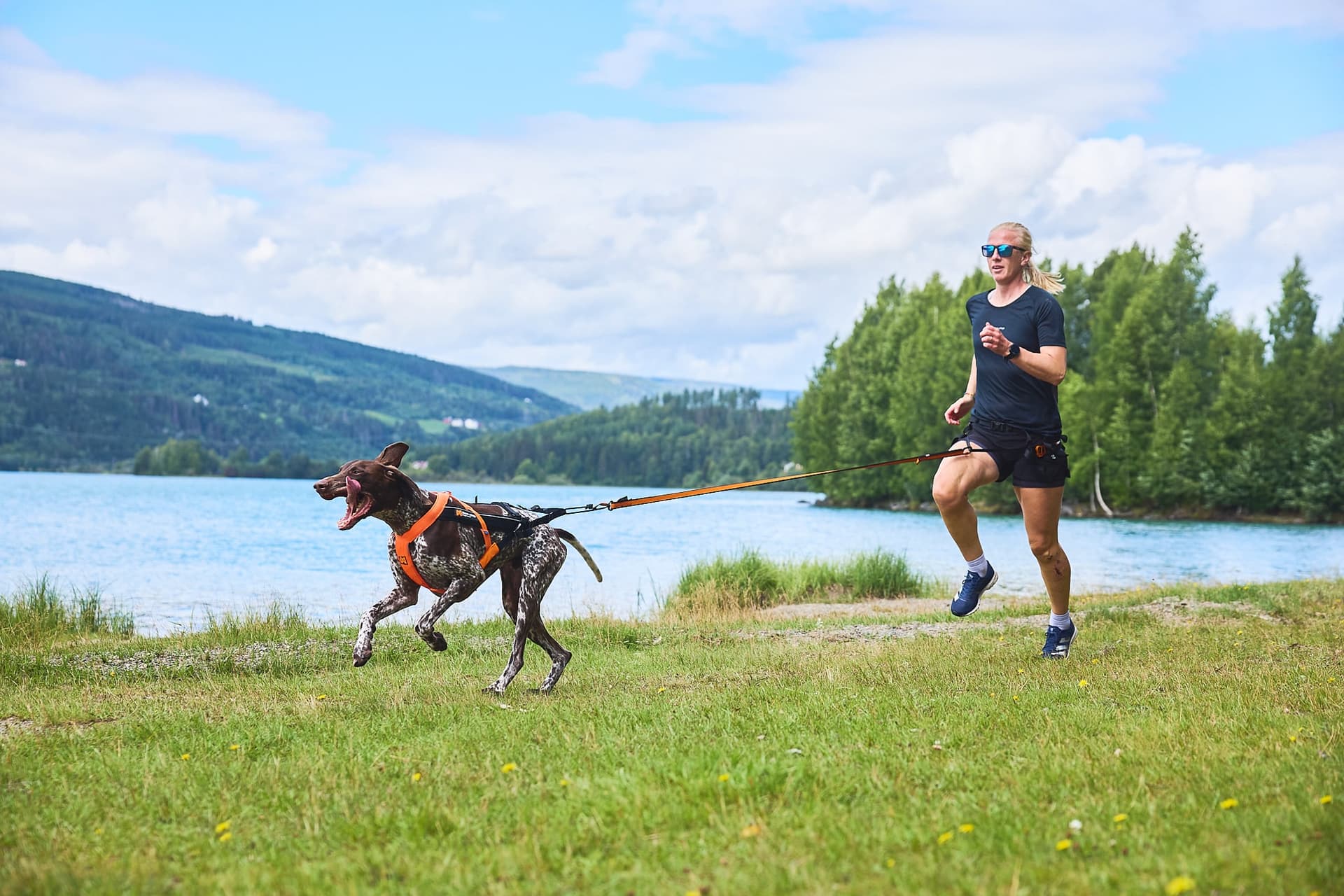 Kibble Kingdom: Ein Leitfaden für hochwertige Hundefuttermarken