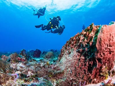 DeepDiveMexico stellt vor: Tauchen Mexiko für deutschsprachige Taucher