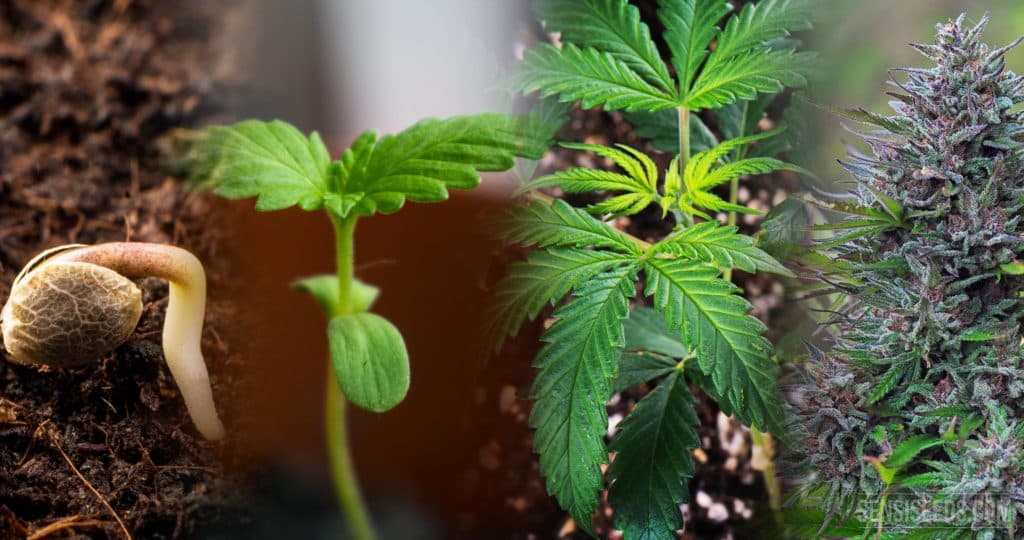 Begeben Sie sich auf eine Cannabis-Odyssee: Kaufen Sie Samen und erkunden Sie neue Grenzen