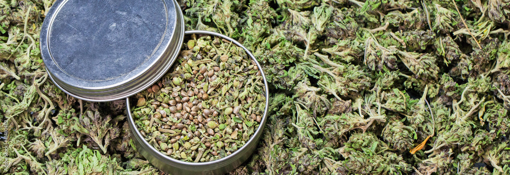 Cannabis Samen in der Tiermedizin: Möglichkeiten und Grenzen