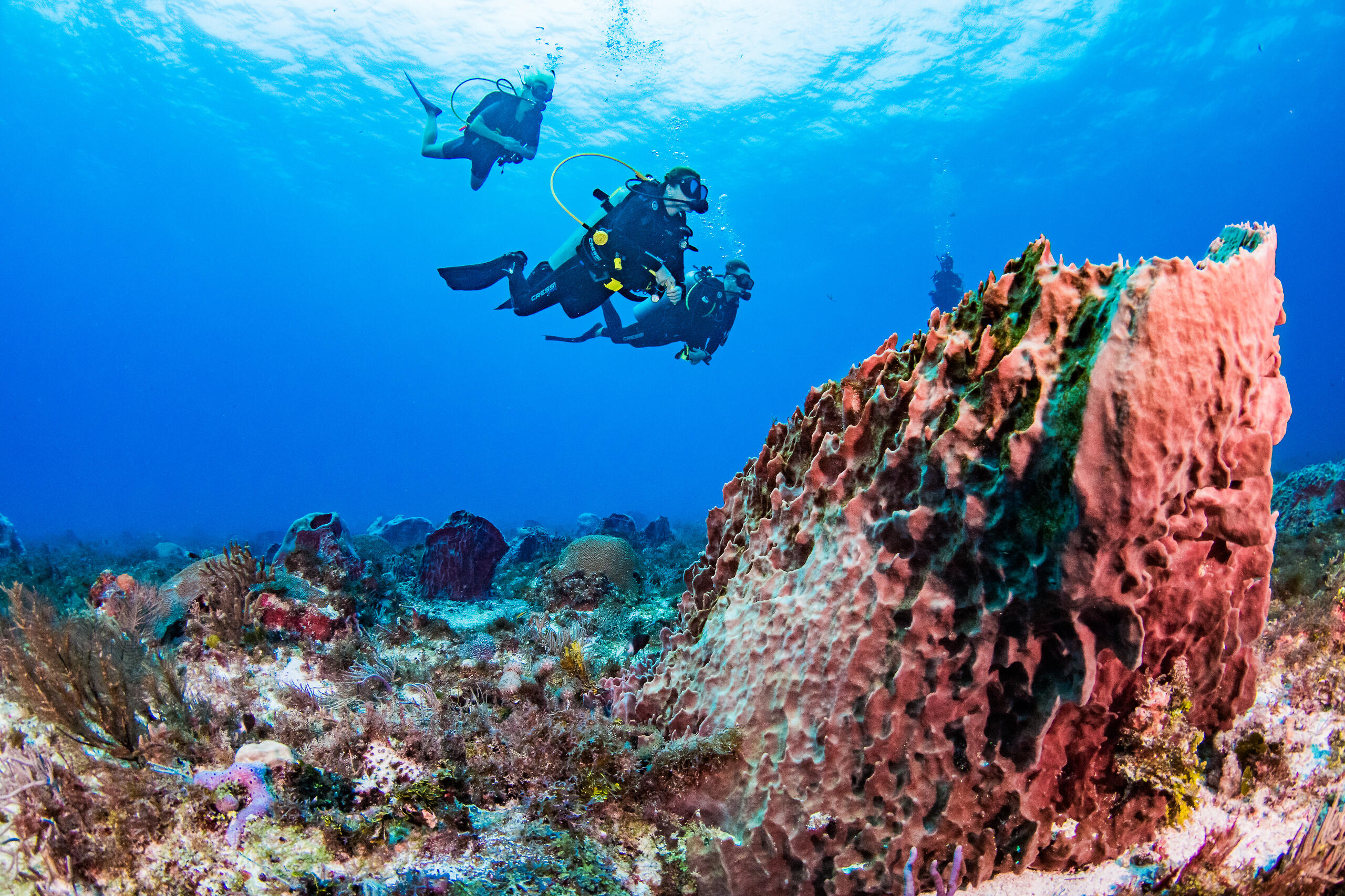 DeepDiveMexico stellt vor: Tauchen Mexiko für deutschsprachige Taucher